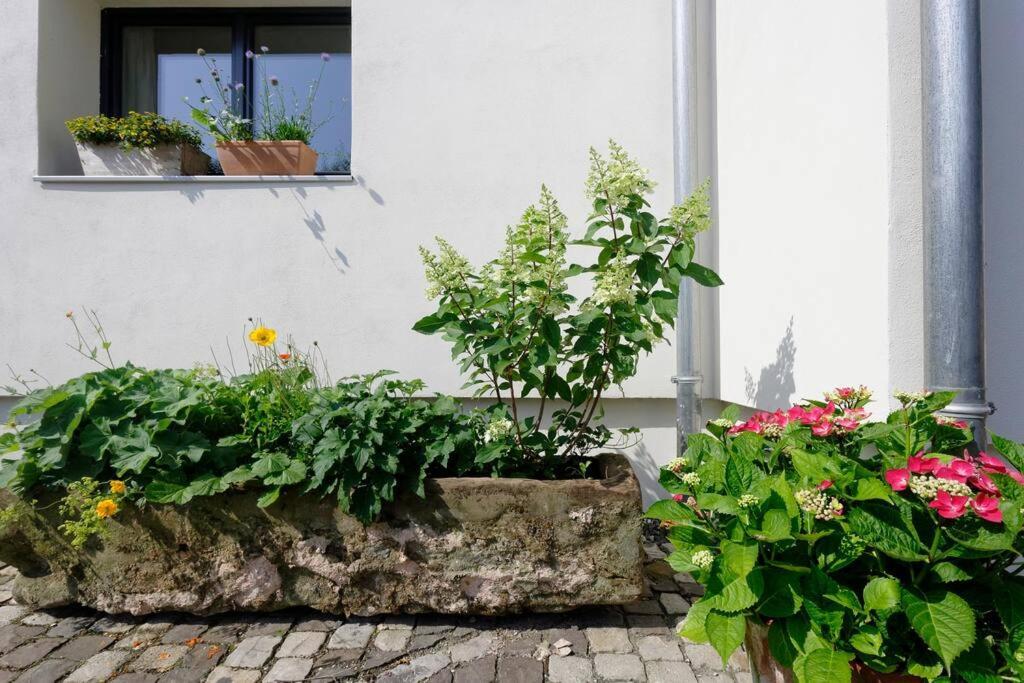 Gute Lage, 3 Raeder, Gruen, Familien Apartment Trier Exterior photo